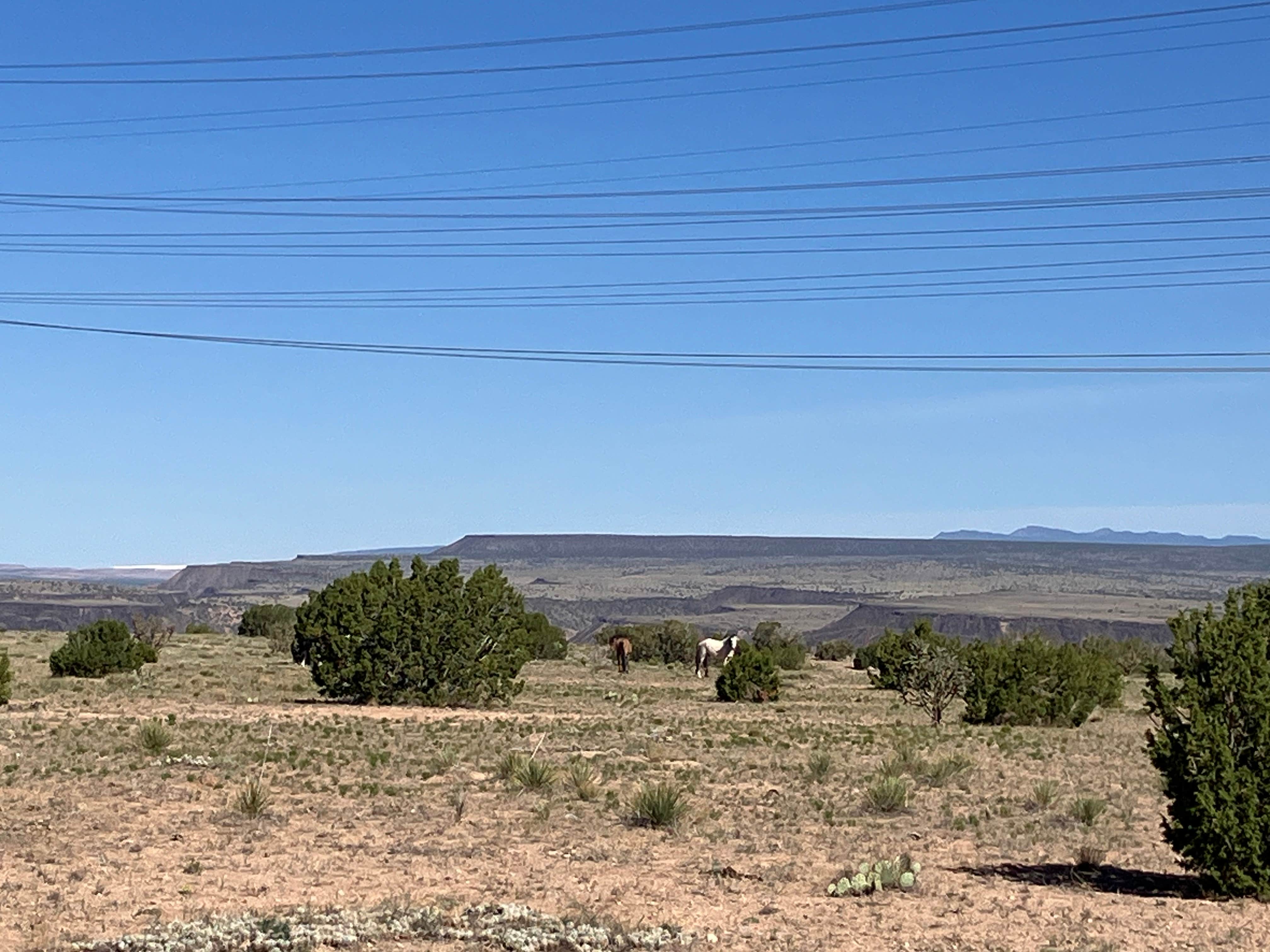 Camper submitted image from Top of New Mexico - Dispersed Site - 4