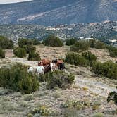 Review photo of Top of New Mexico - Dispersed Site by Elle M., September 2, 2024