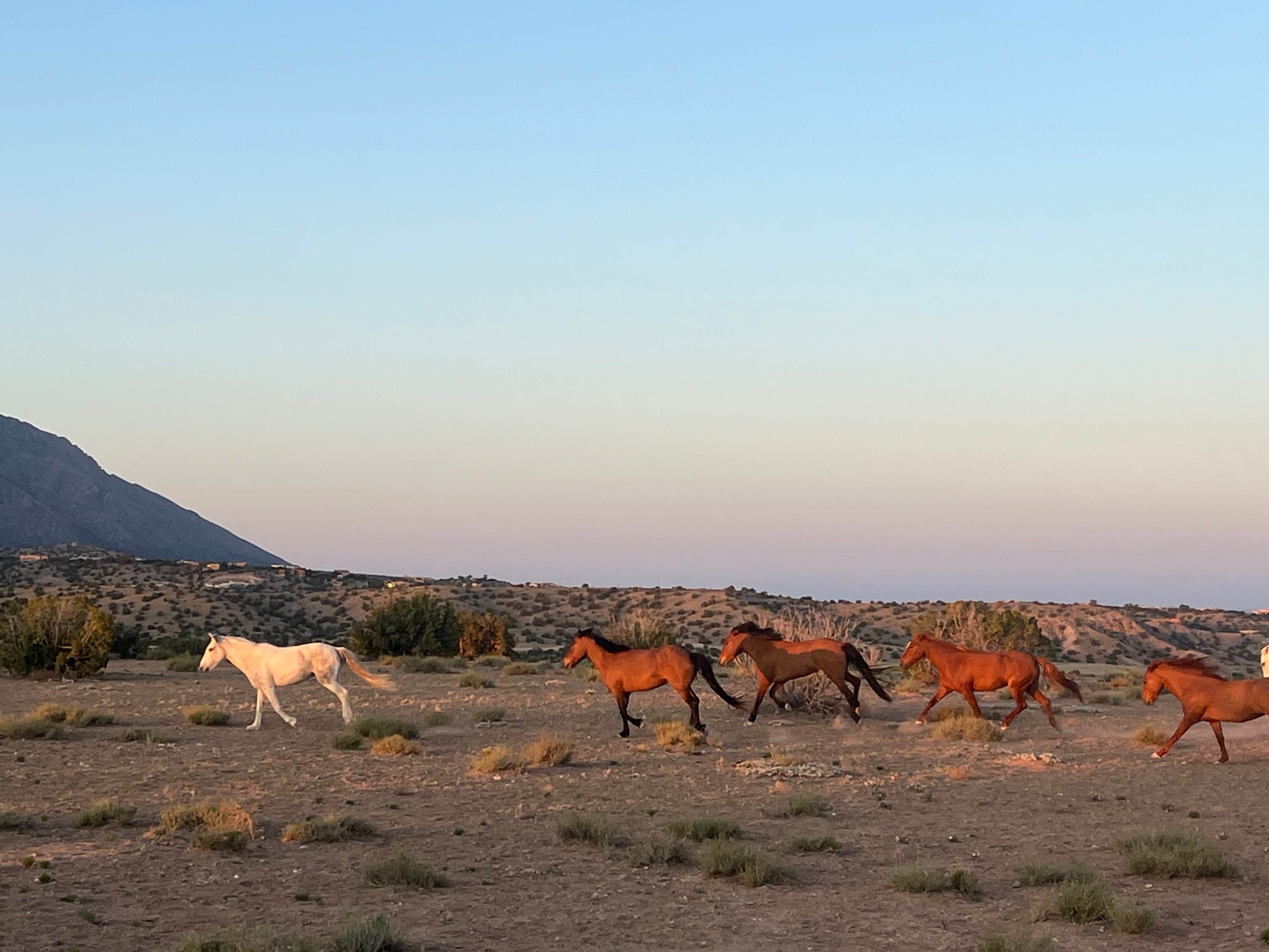 Taz G.'s photo of camping with a horse at Top of New Mexico - Dispersed Site near Pecos, NM