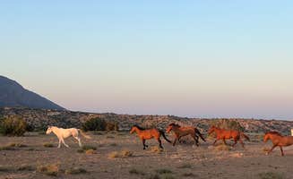 Taz G.'s photo of camping with a horse at Top of New Mexico - Dispersed Site near Cochiti Lake, NM