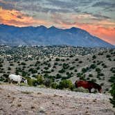 Review photo of Top of New Mexico - Dispersed Site by Elle M., September 2, 2024