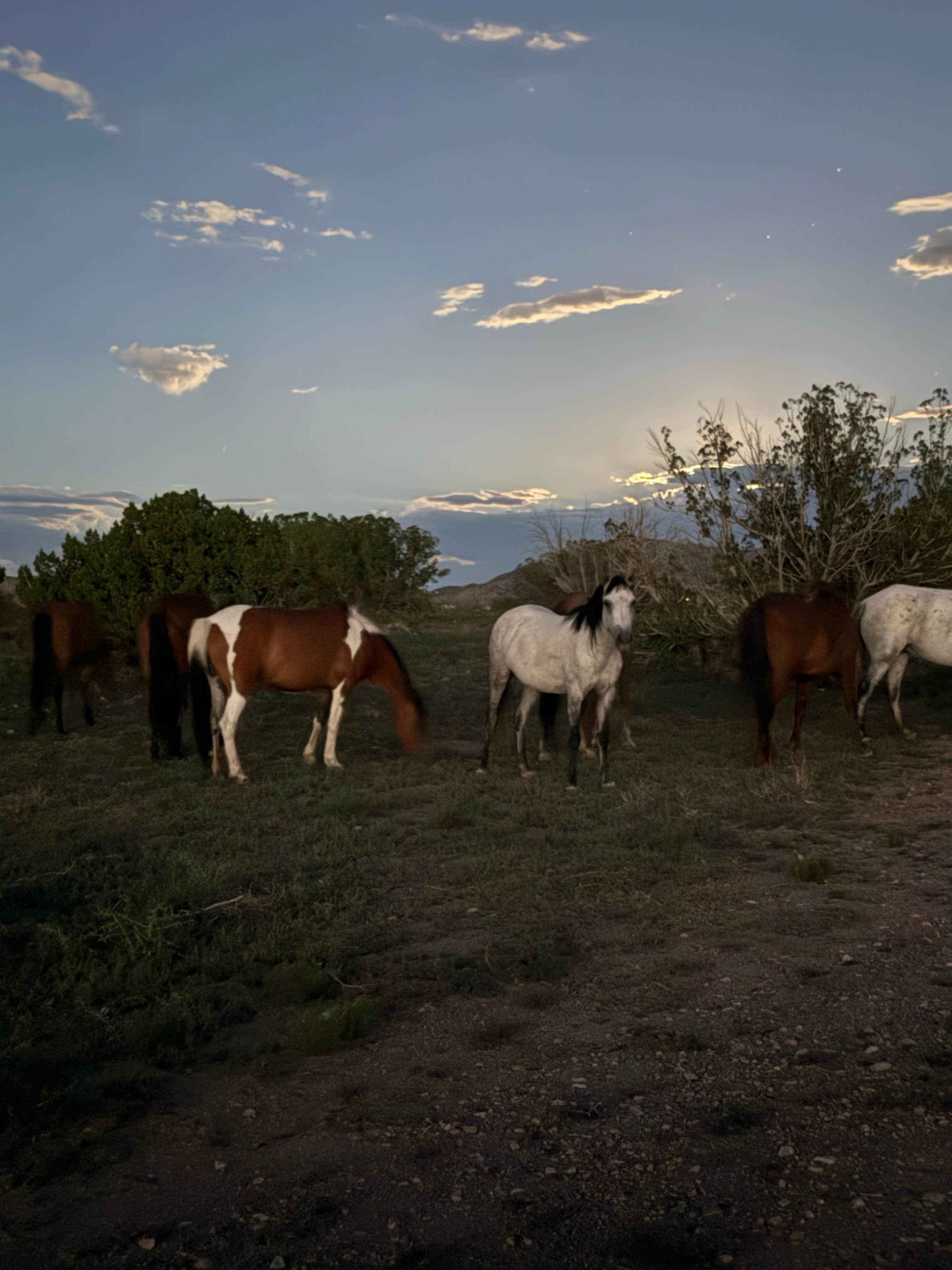 Mary-Kate L.'s photo of camping with a horse at Top of New Mexico - Dispersed Site near Los Lunas, NM
