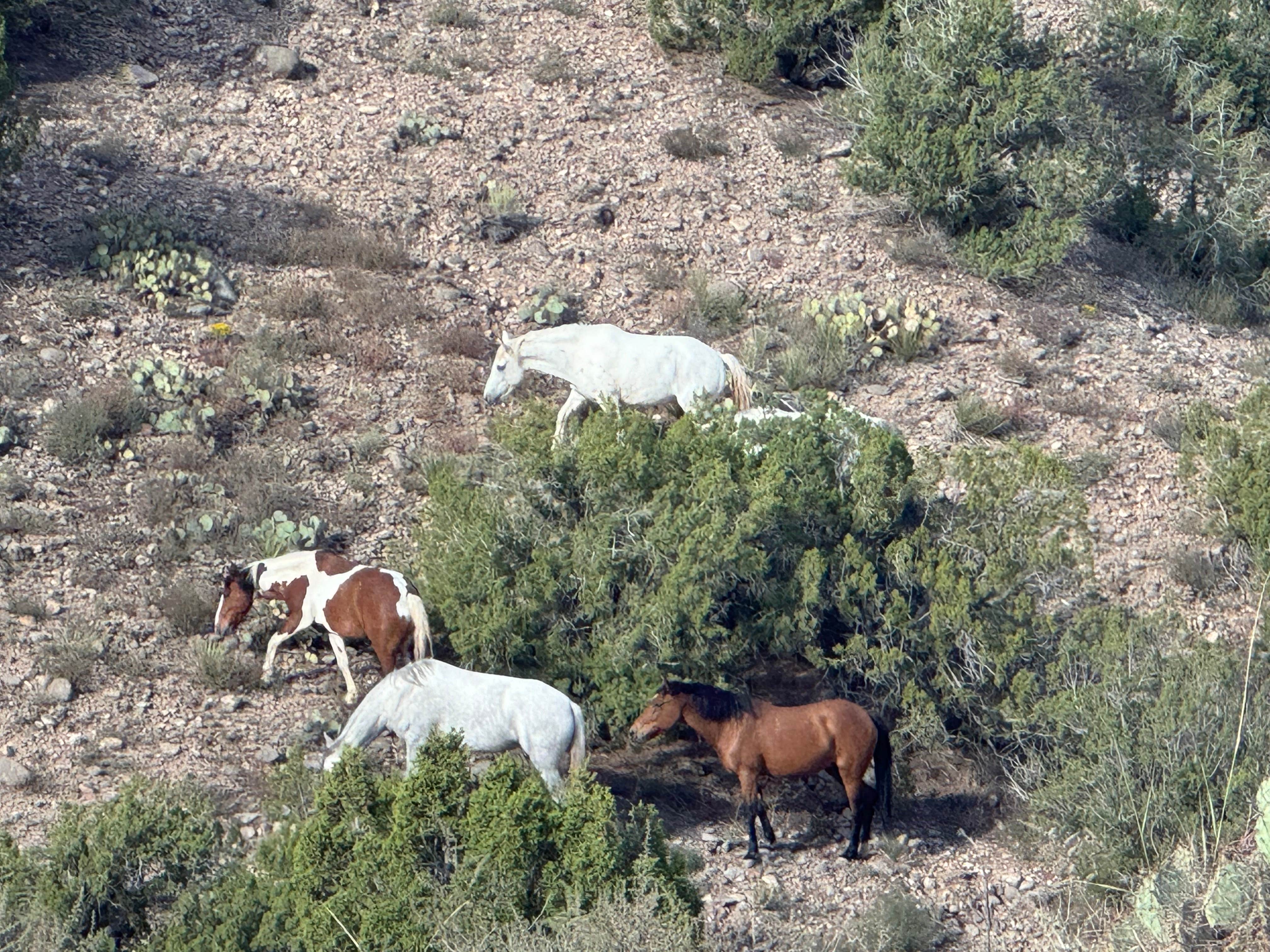 Karl K.'s photo of camping with a horse at Top of New Mexico - Dispersed Site near Placitas, NM