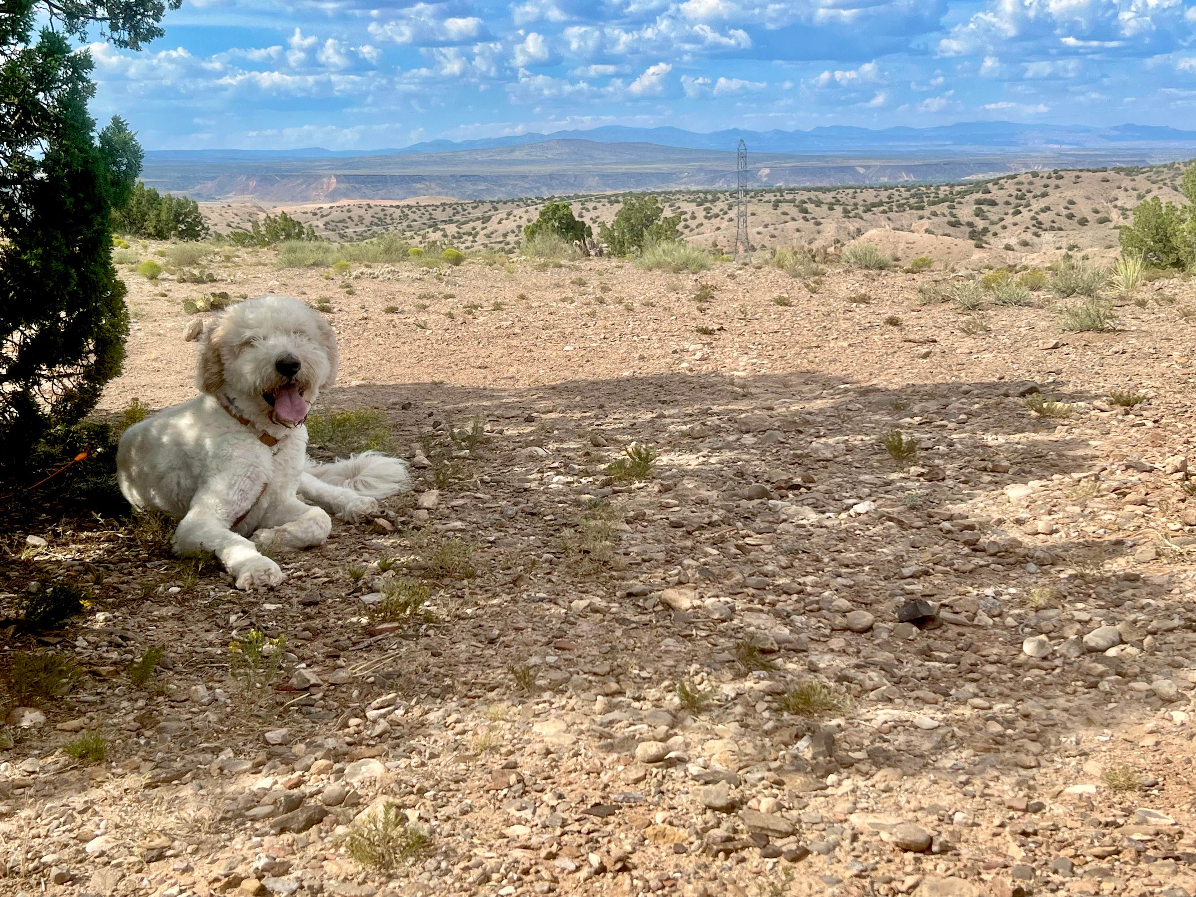Elle M.'s photo of camping with pets at Top of New Mexico - Dispersed Site in New Mexico