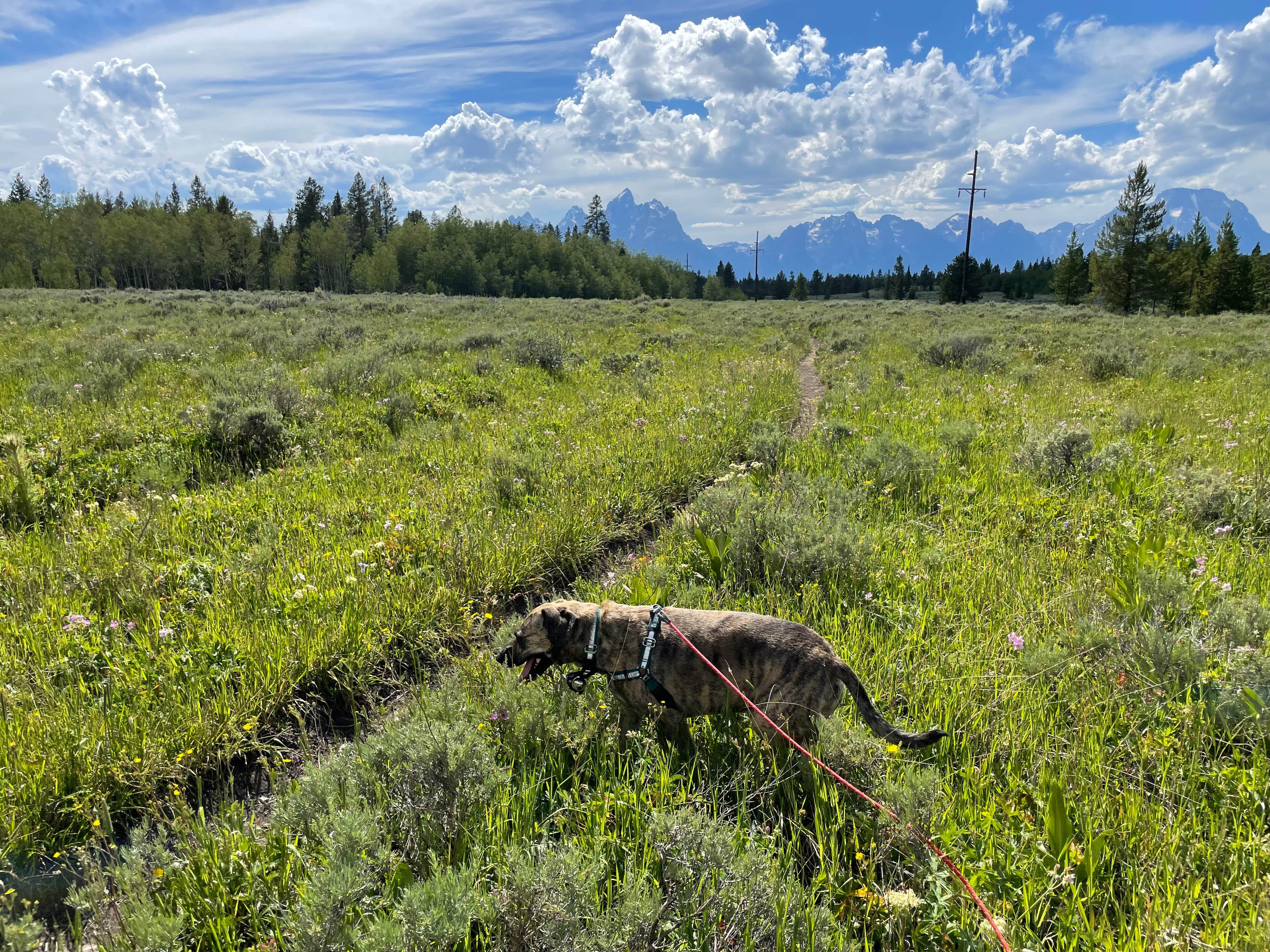 Kyle K.'s photo of camping with pets at Toppings Lake Dispersed Camping near Grand Teton National Park