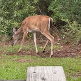 Review photo of Topsail Hill Preserve State Park Campground by Robert K., June 7, 2026