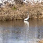 Review photo of Topsail Hill Preserve State Park Campground by James M., January 9, 2025