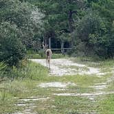 Review photo of Topsail Hill Preserve State Park by Julie B., March 15, 2024