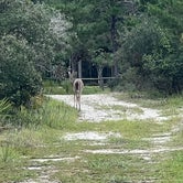 Review photo of Topsail Hill Preserve State Park Campground by Julie B., March 15, 2024