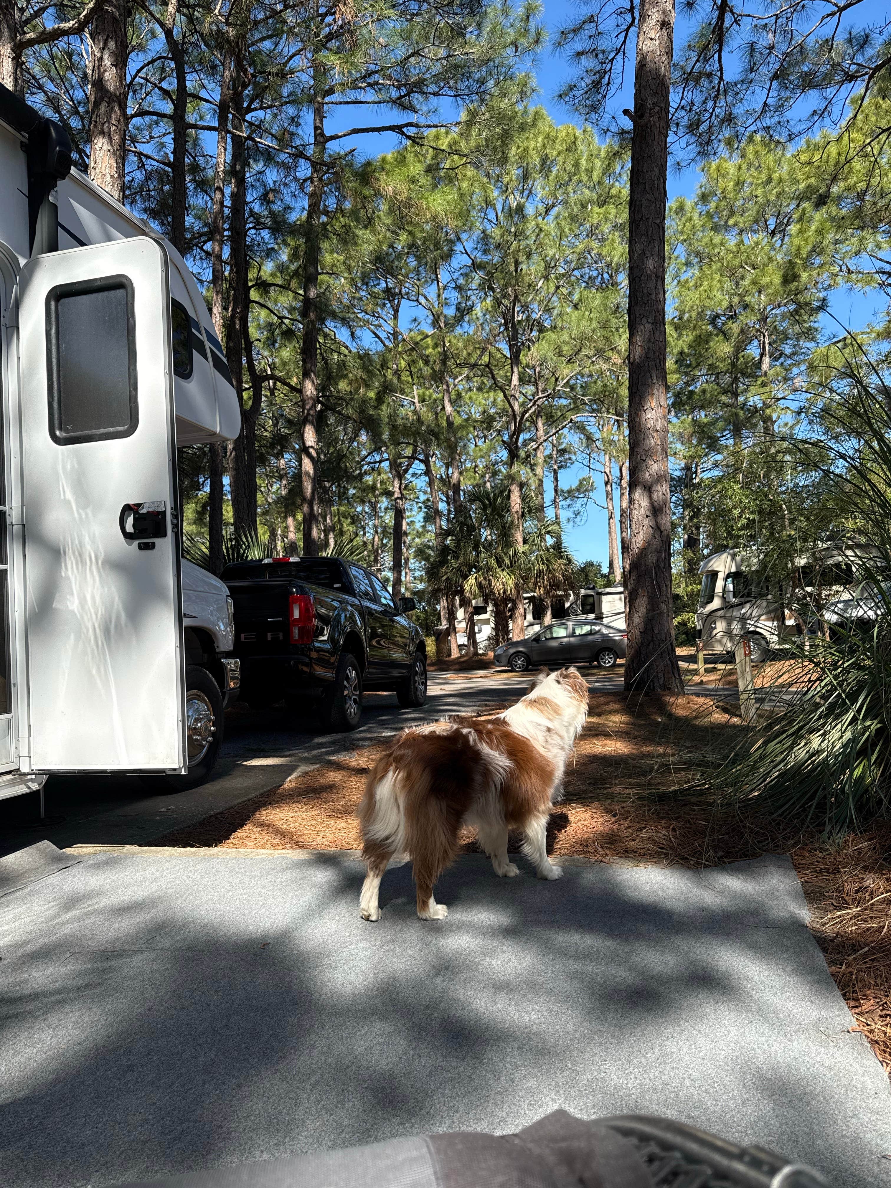 Nickie F.'s photo of rv camping at Topsail Hill Preserve State Park Campground near Fort Walton Beach, FL