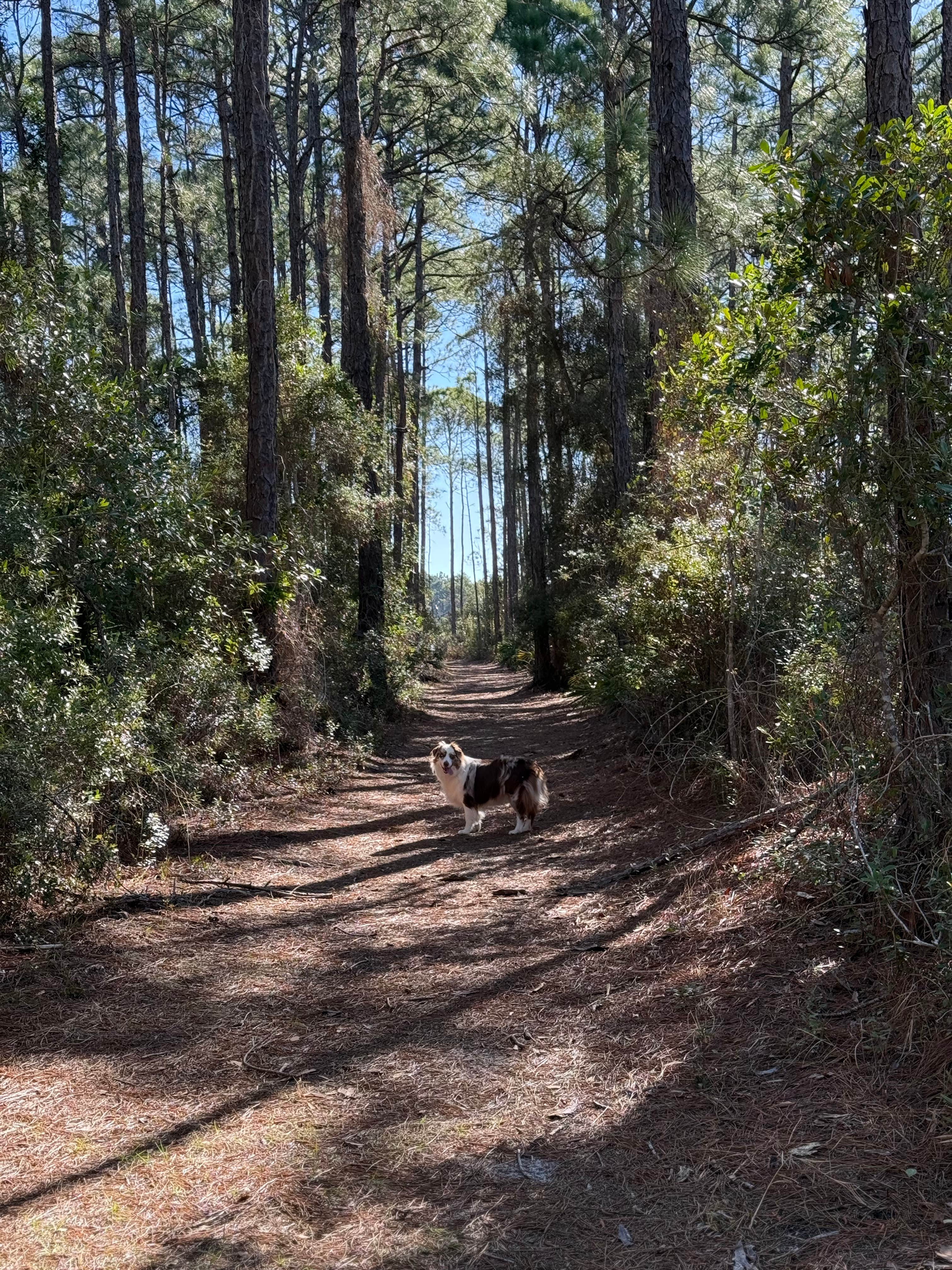 Nickie F.'s photo of camping with pets at Topsail Hill Preserve State Park Campground near Santa Rosa Beach, FL