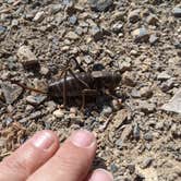 Review photo of Toquima Cave Campground by Linda L., June 27, 2024