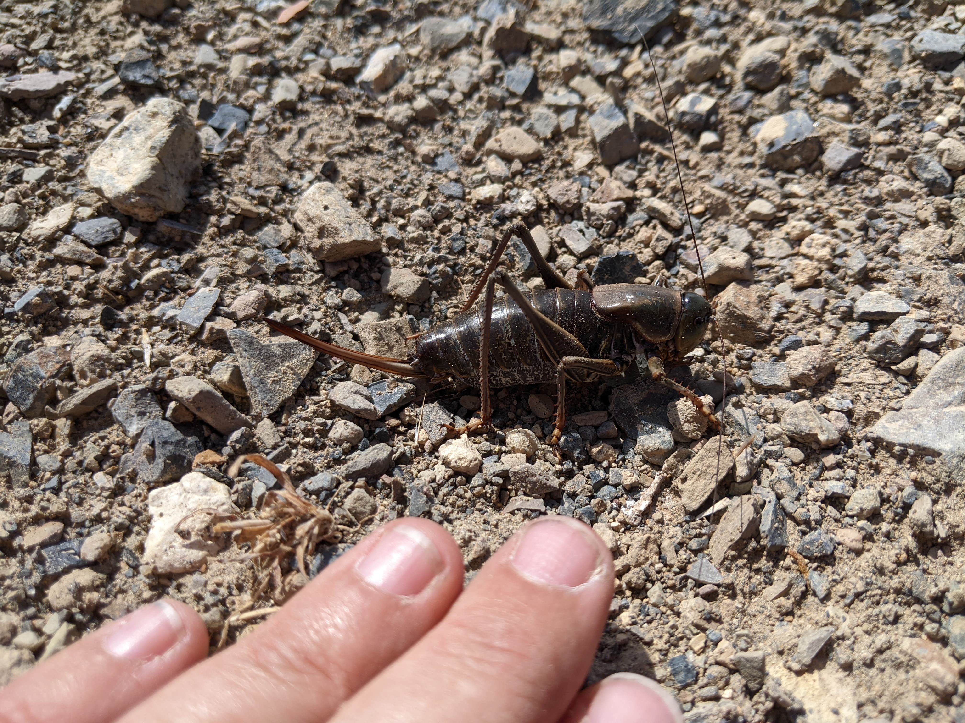 Camper submitted image from Toquima Cave Campground - 3