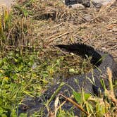 Review photo of Torry Island Campground by Doreen G., February 14, 2026