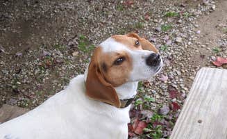 Michele M.'s photo of camping with pets at Town and Country Camp Resort near Vermilion, OH