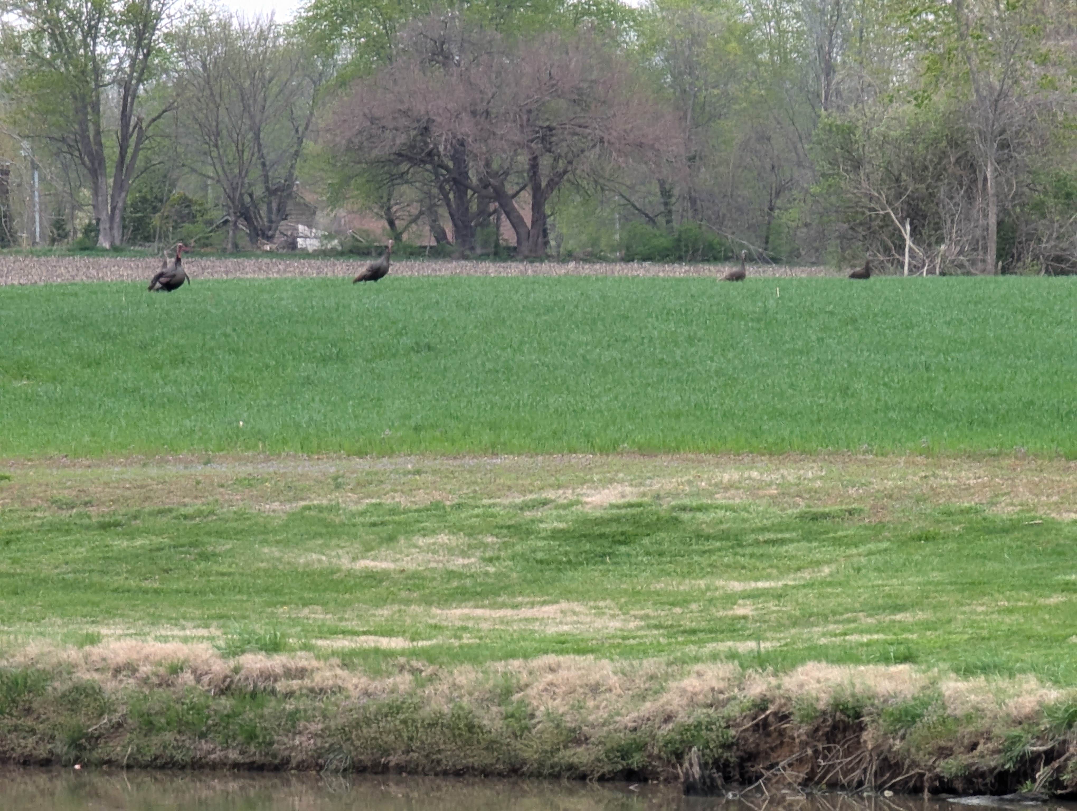 Camper-submitted photo at Town and Country Lakes near Godfrey, IL