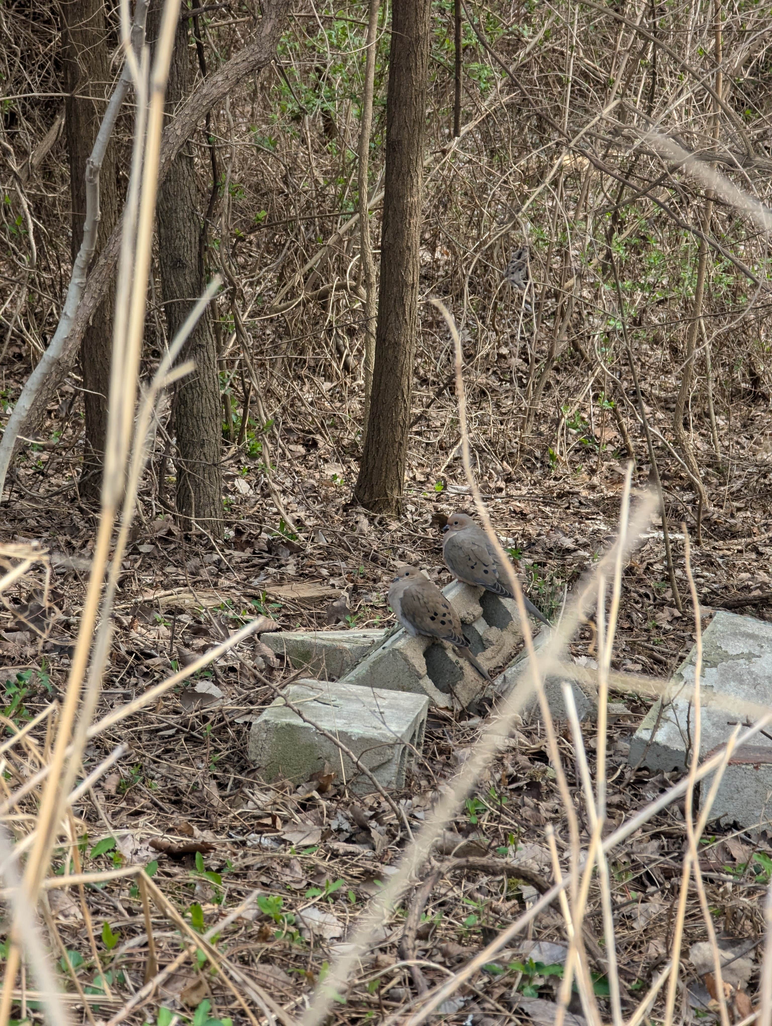 Camper-submitted photo at Town and Country Lakes near Godfrey, IL