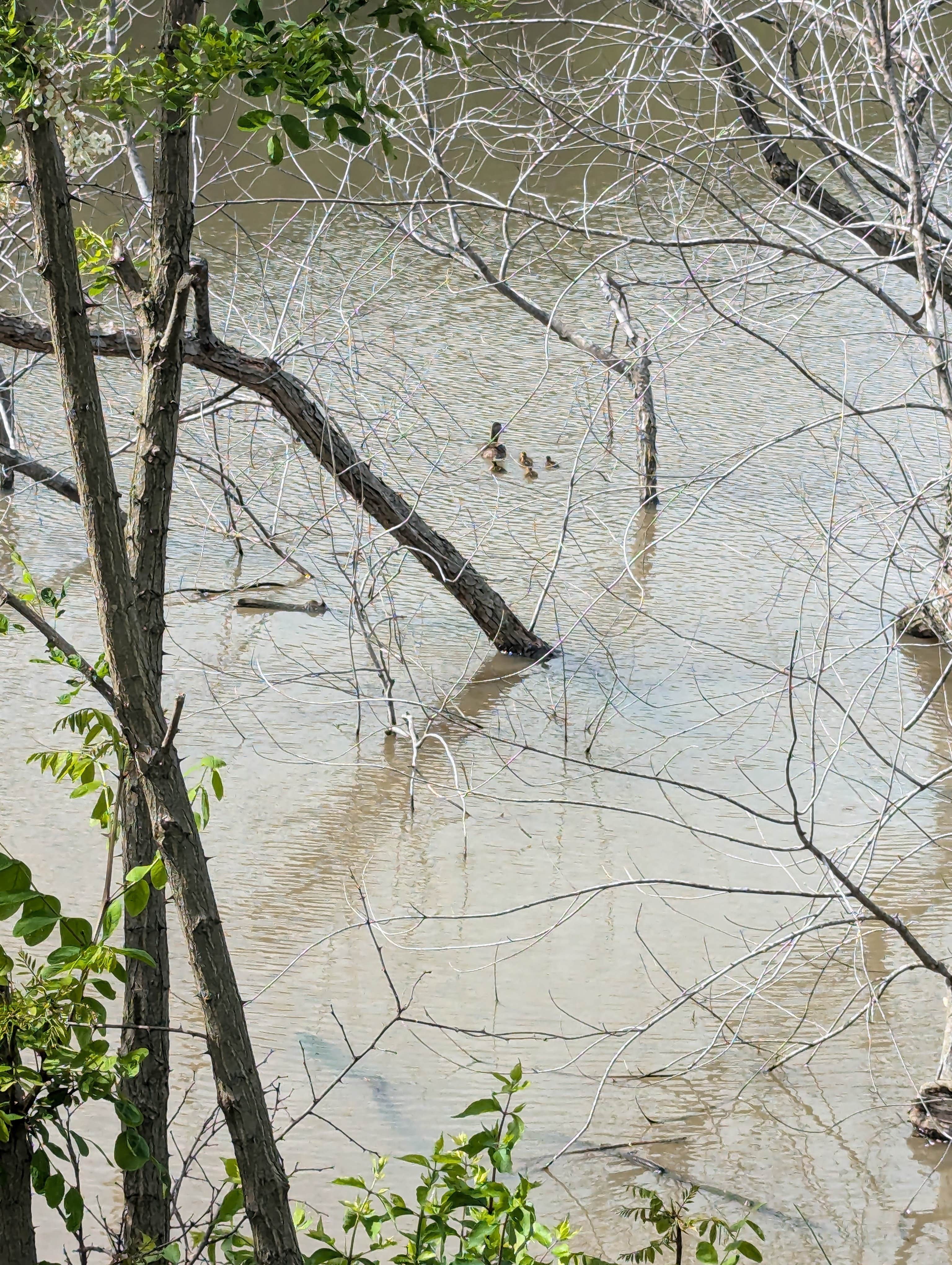 Camper-submitted photo at Town and Country Lakes near Godfrey, IL