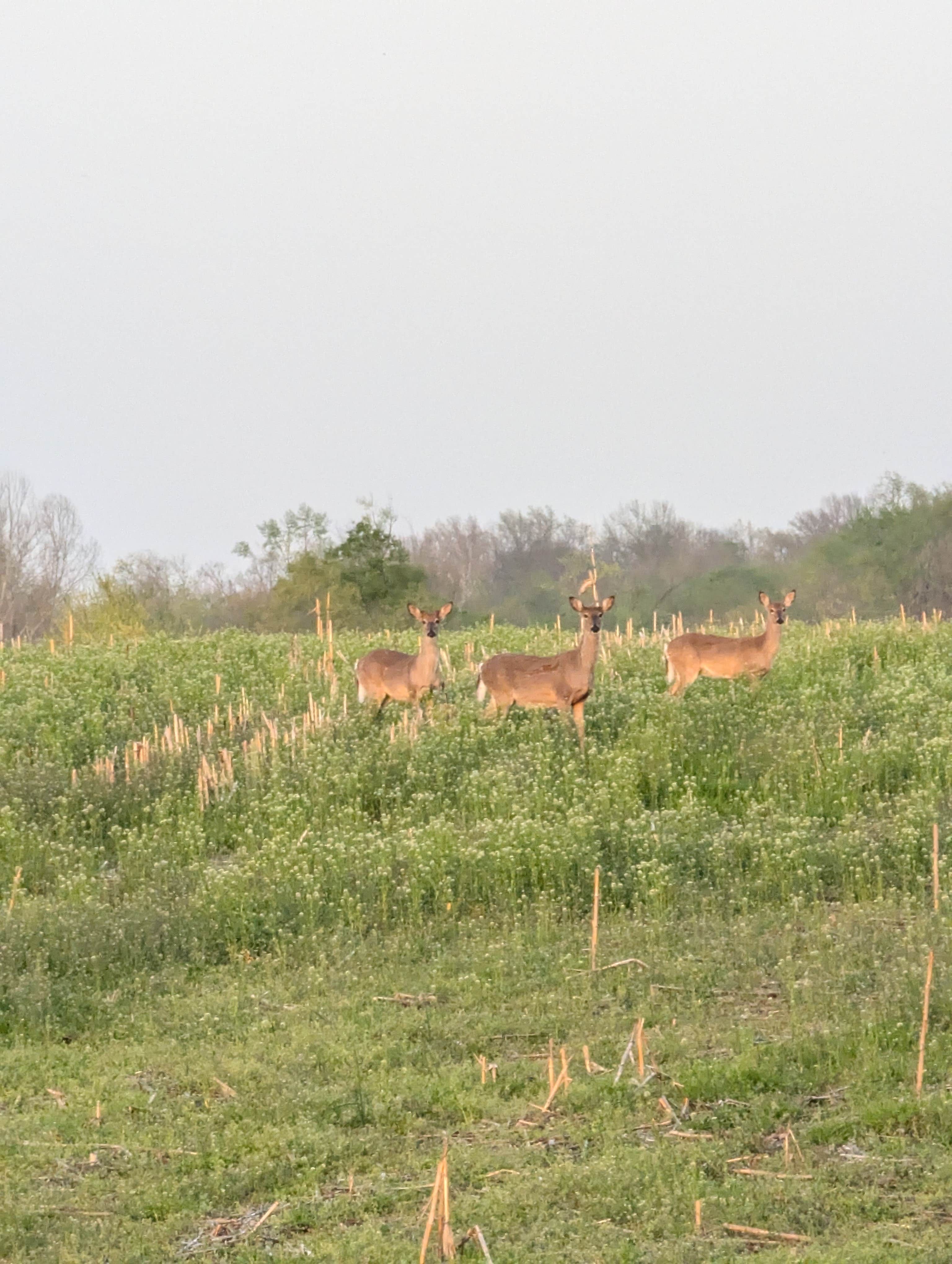 Camping near Lazy Days RV Park & Campground: Town and Country Lakes, Hartford, Illinois