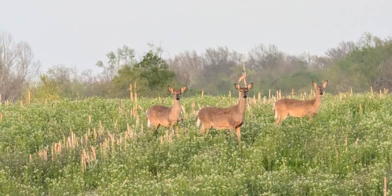 Camper submitted image from Town and Country Lakes