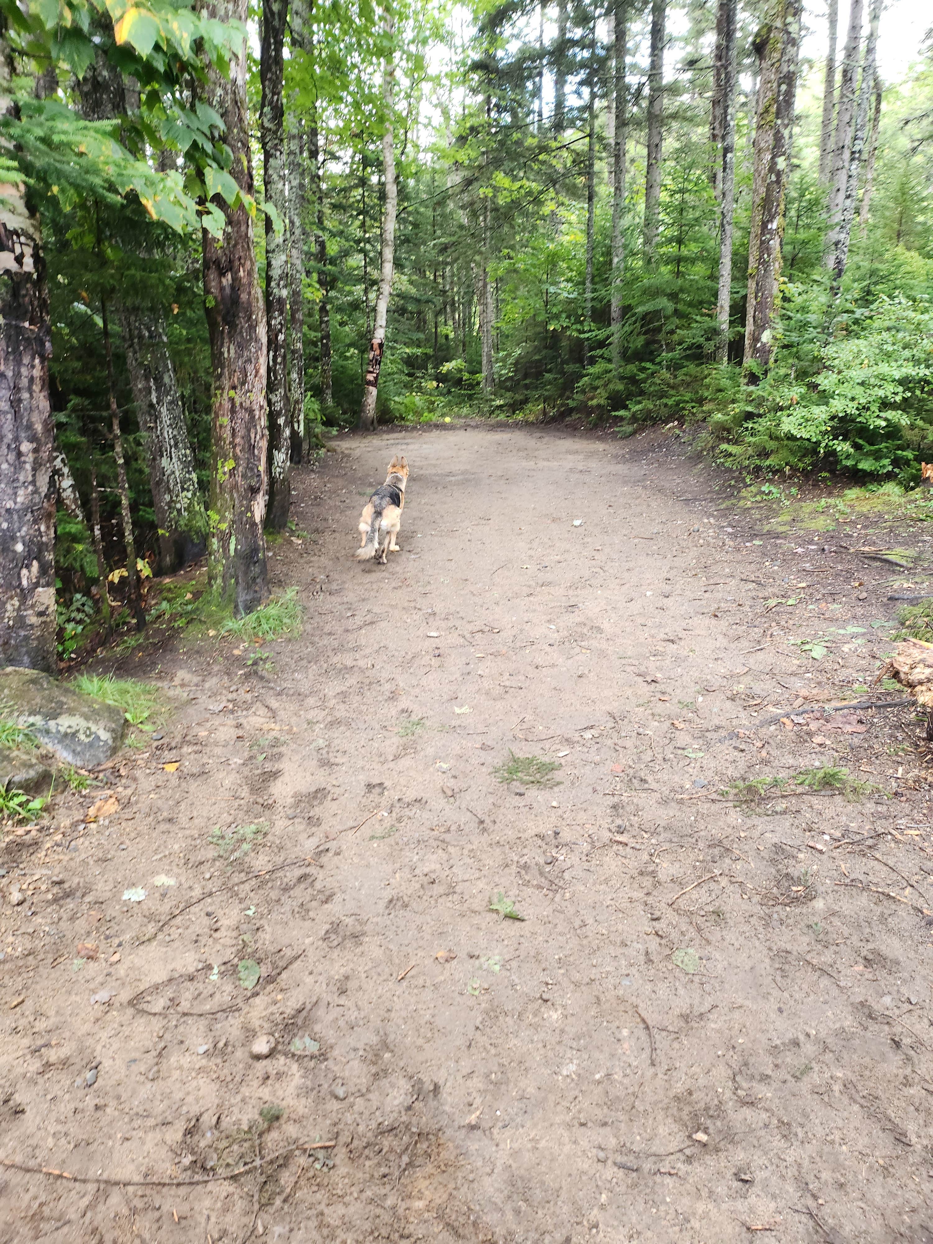A M.'s photo of camping with pets at Town Hall Road Dispersed near North Conway, NH