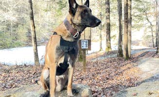Matthew H.'s photo of camping with pets at Trace Branch Dispersed - Rock Creek Road near Lake Cumberland