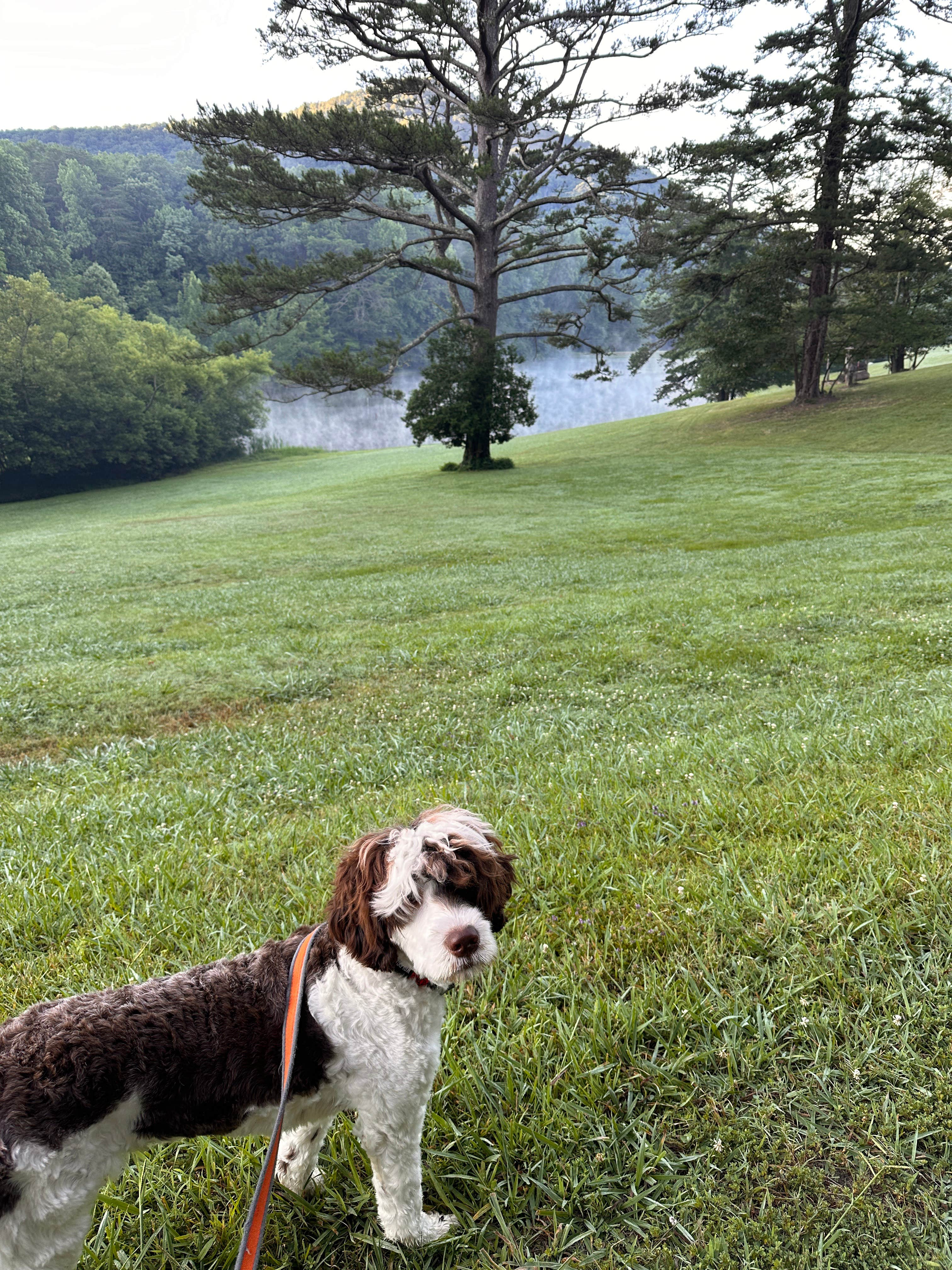 Eleanor the Airstream R.'s photo of camping with pets at Trackrock Campground & Cabins near Suches, GA