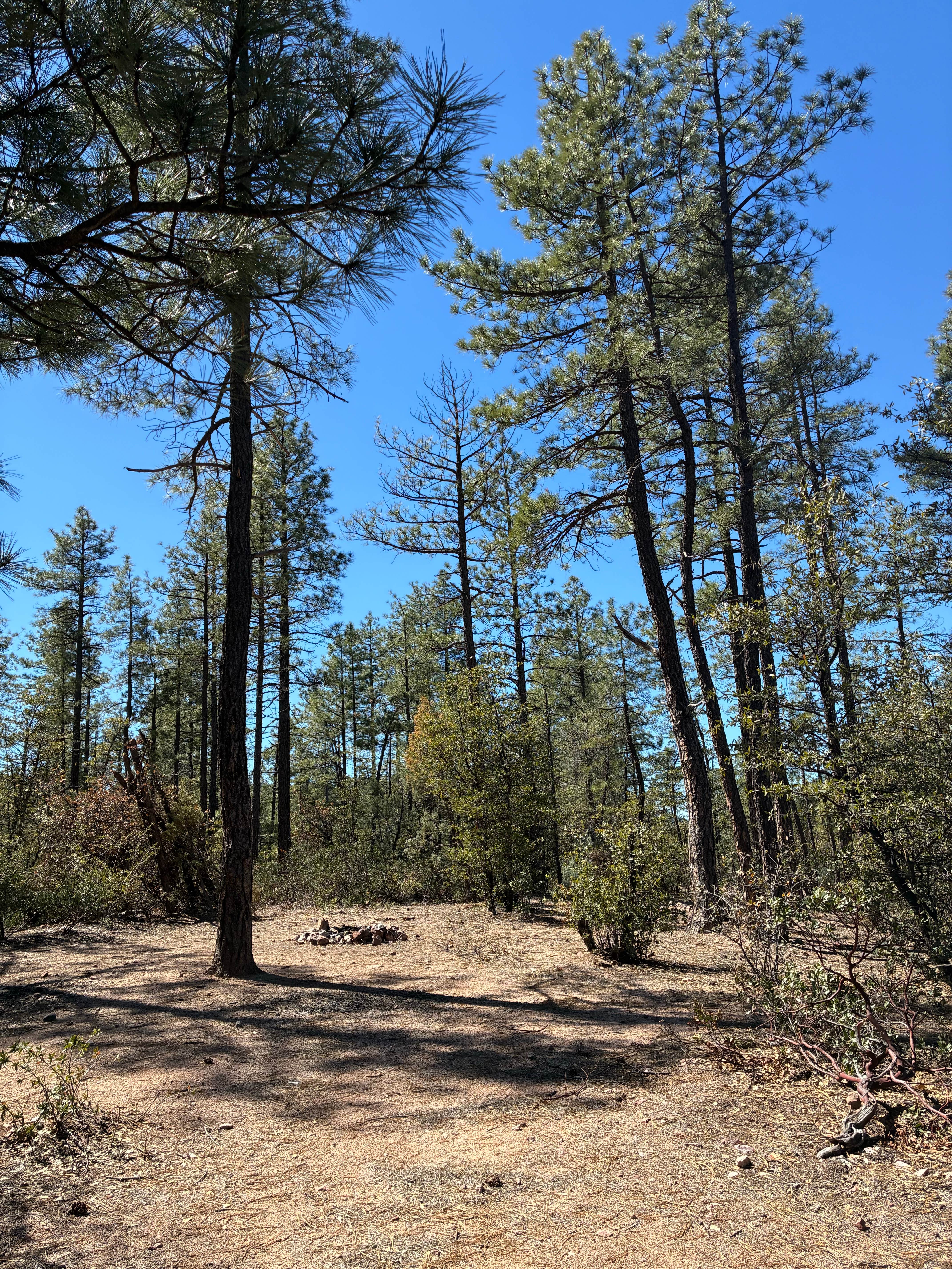Camping near Bearhide Group Site: Trail 1371 Dispersed Camping, Sun Valley, Arizona