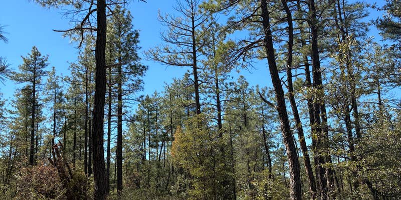 Camper submitted image from Trail 1371 Dispersed Camping