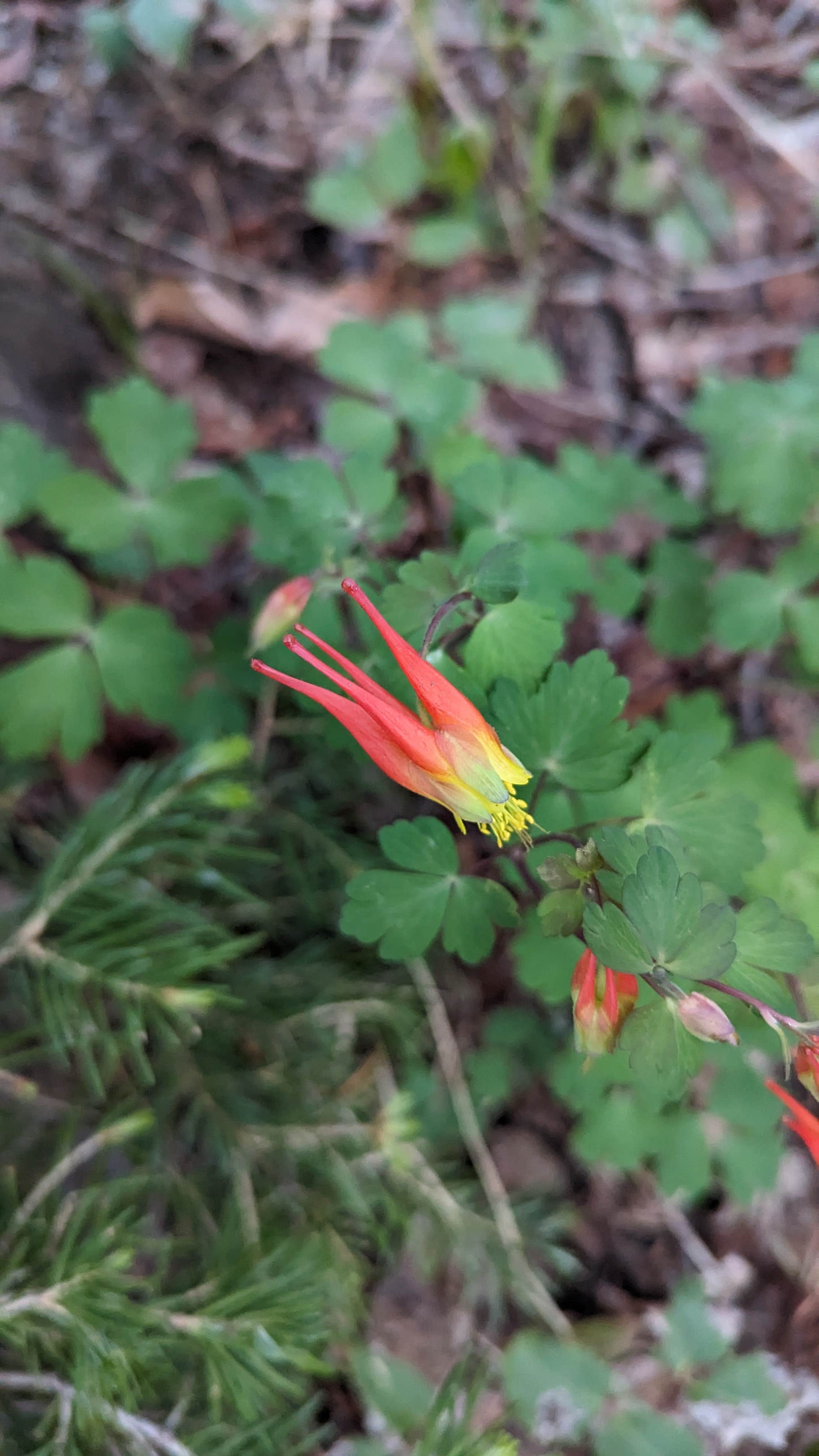 Trail Creek Dispersed Camping