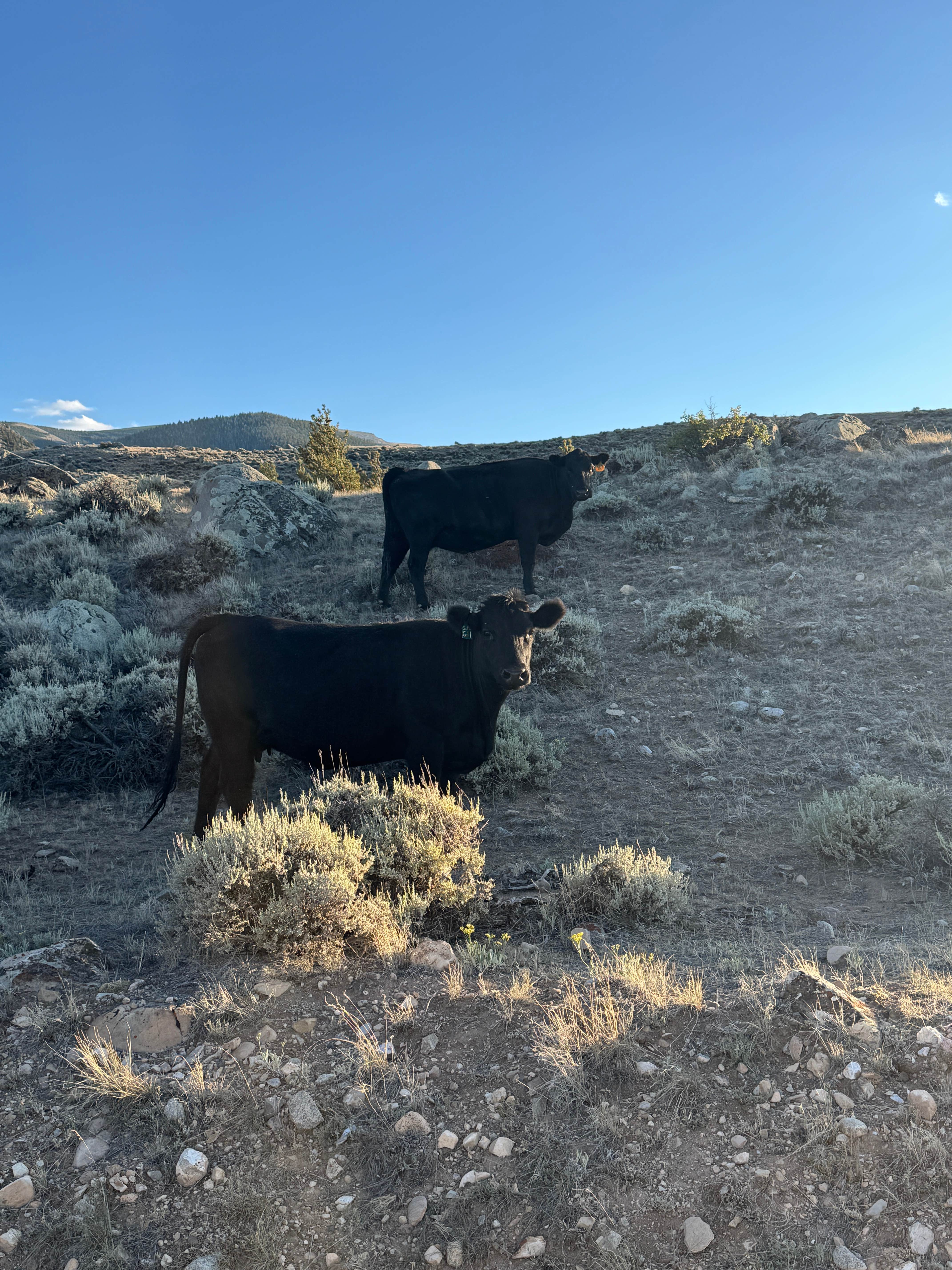 Camping near Solitude RV Park: Trail Lake Dispersed Sites, Dubois, Wyoming