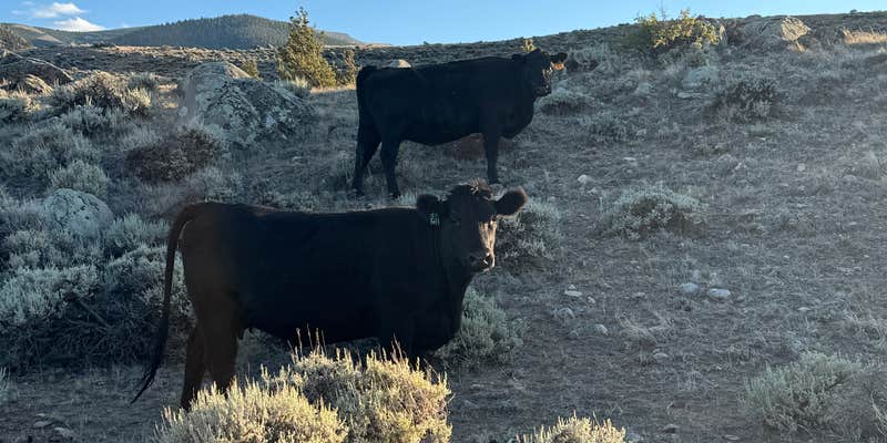 Camper submitted image from Trail Lake Dispersed Sites