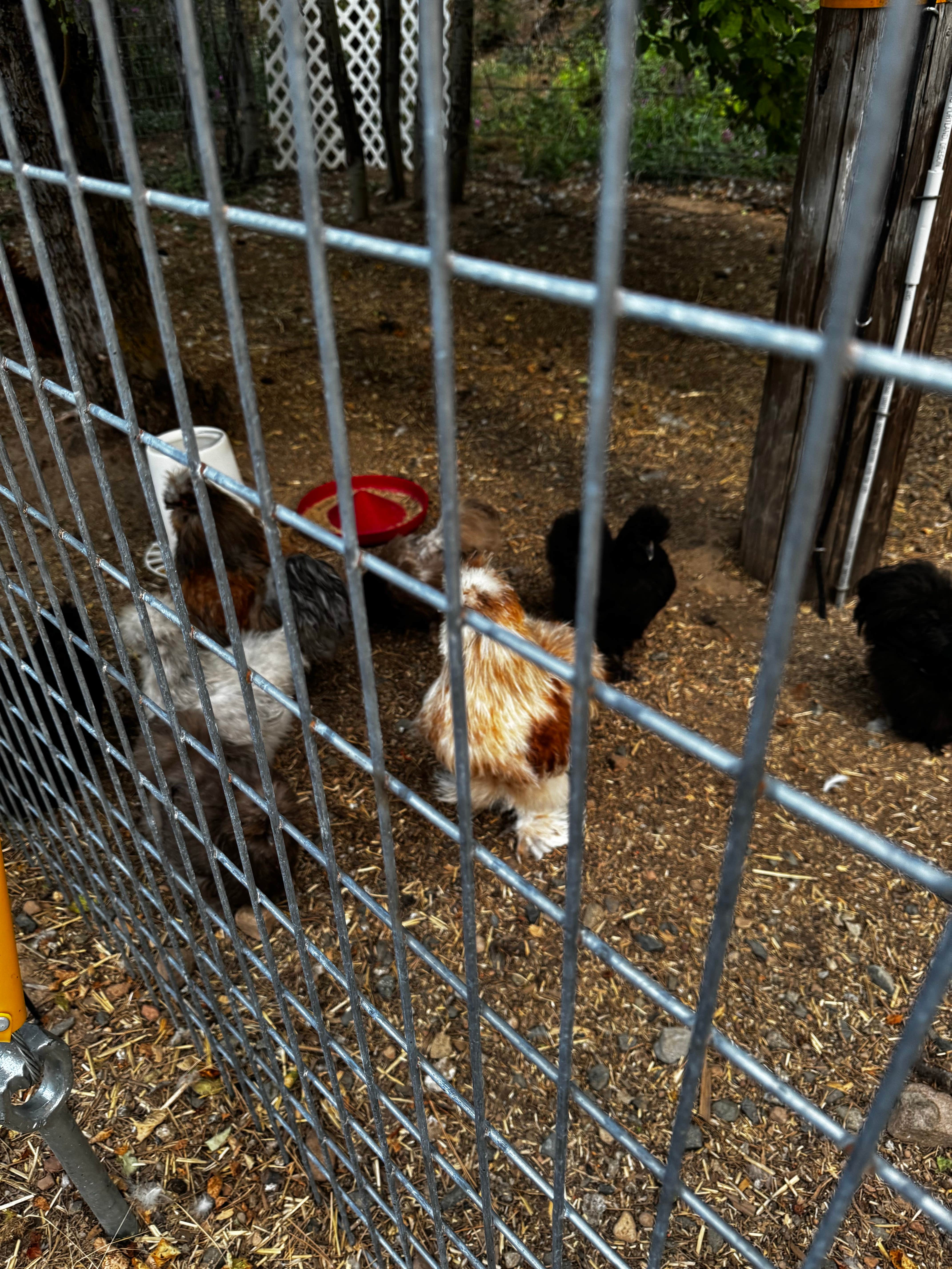 Mary's photo of camping with pets at Trailer Lane Campground near Mount Shasta, CA