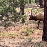Review photo of Trailer Village RV Park — Grand Canyon National Park by Kristy H., August 22, 2026