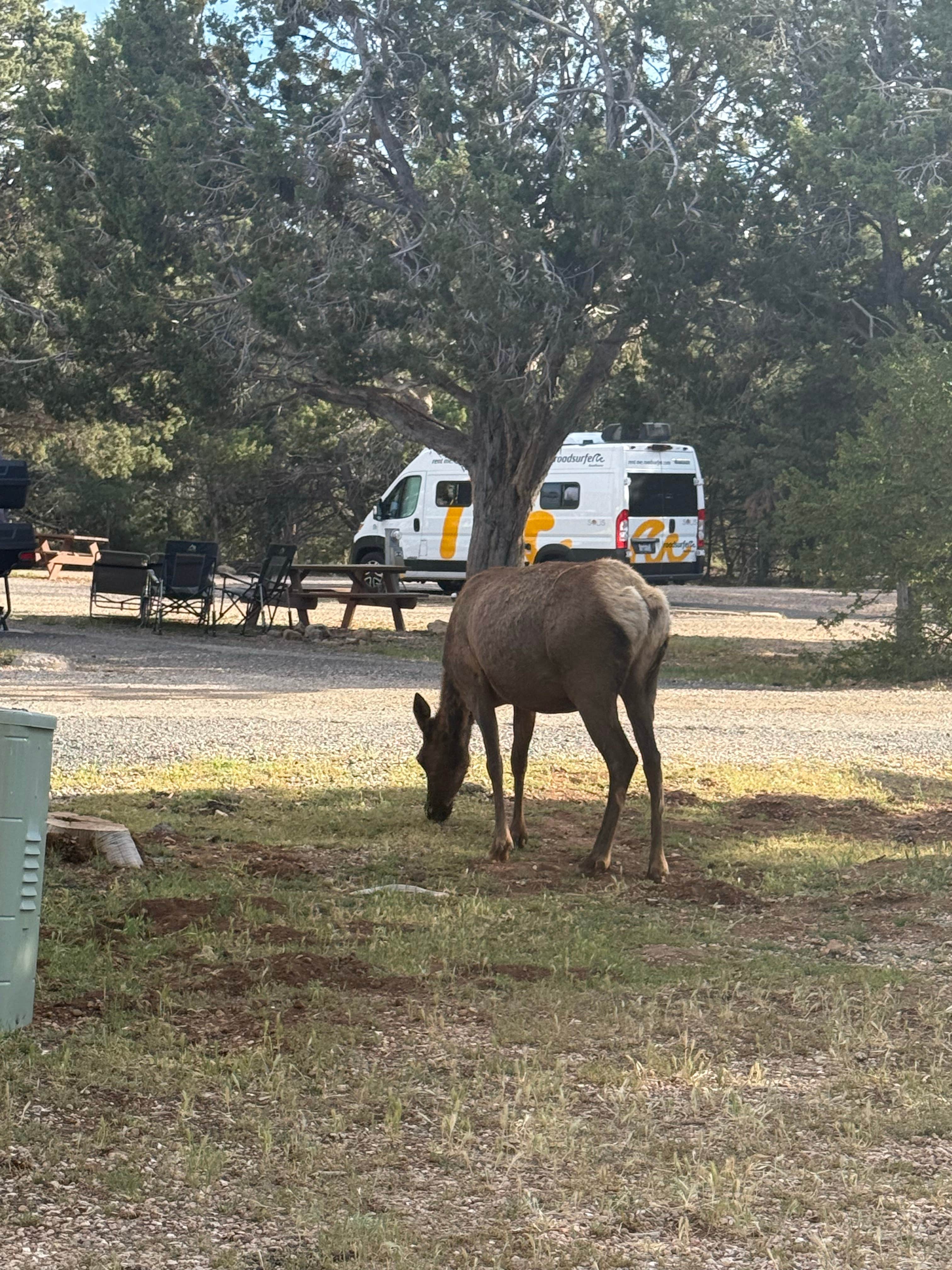Carlee S.'s photo of rv camping at Trailer Village RV Park — Grand Canyon National Park near Gray Mountain, AZ