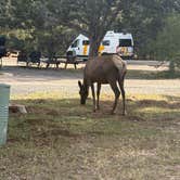 Review photo of Trailer Village RV Park — Grand Canyon National Park by Carlee S., May 28, 2025