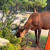 Review photo of Trailer Village RV Park — Grand Canyon National Park by Carlee S., May 28, 2025