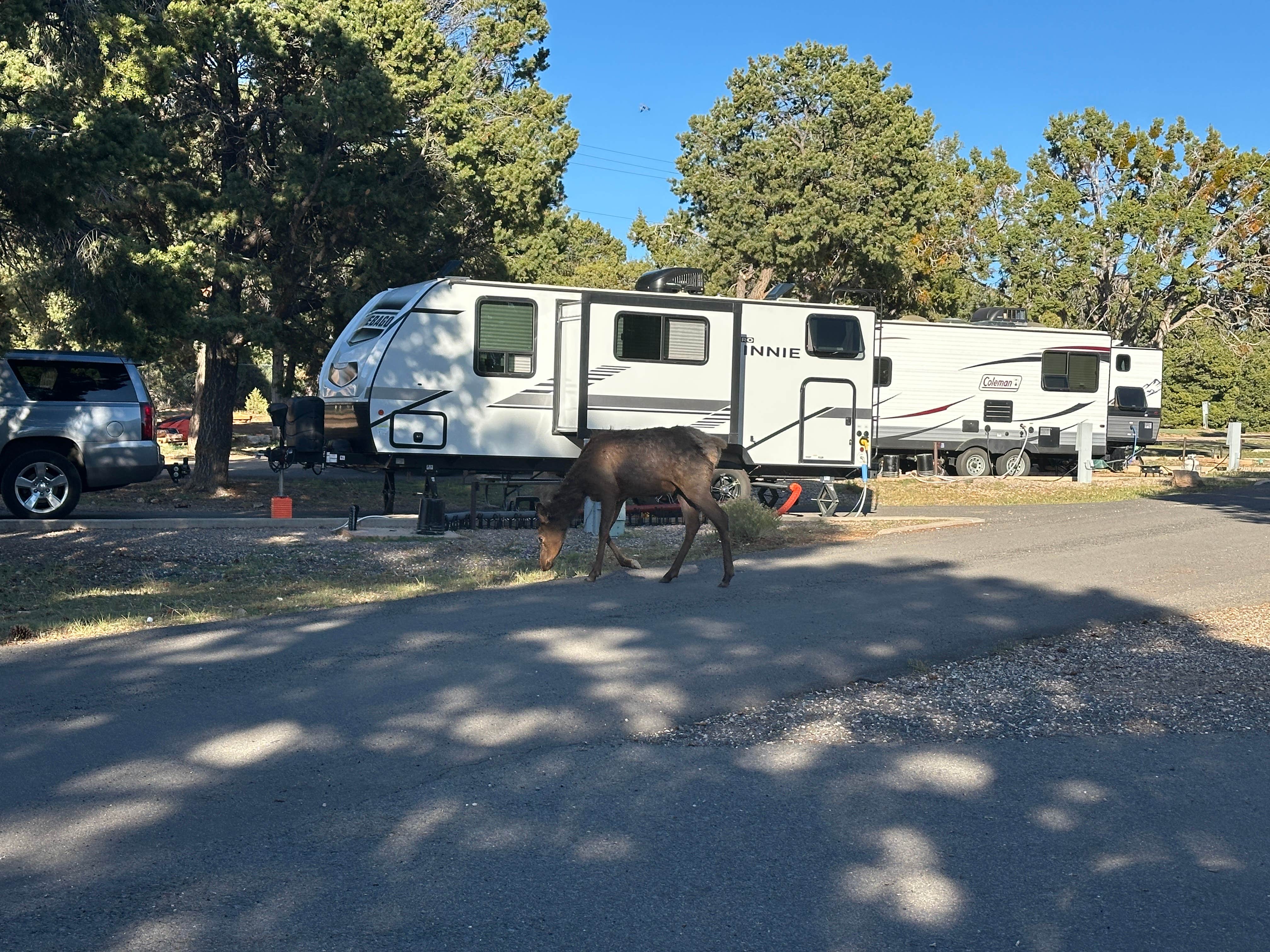 Bill  T.'s photo of rv camping at Trailer Village RV Park — Grand Canyon National Park near Cameron, AZ