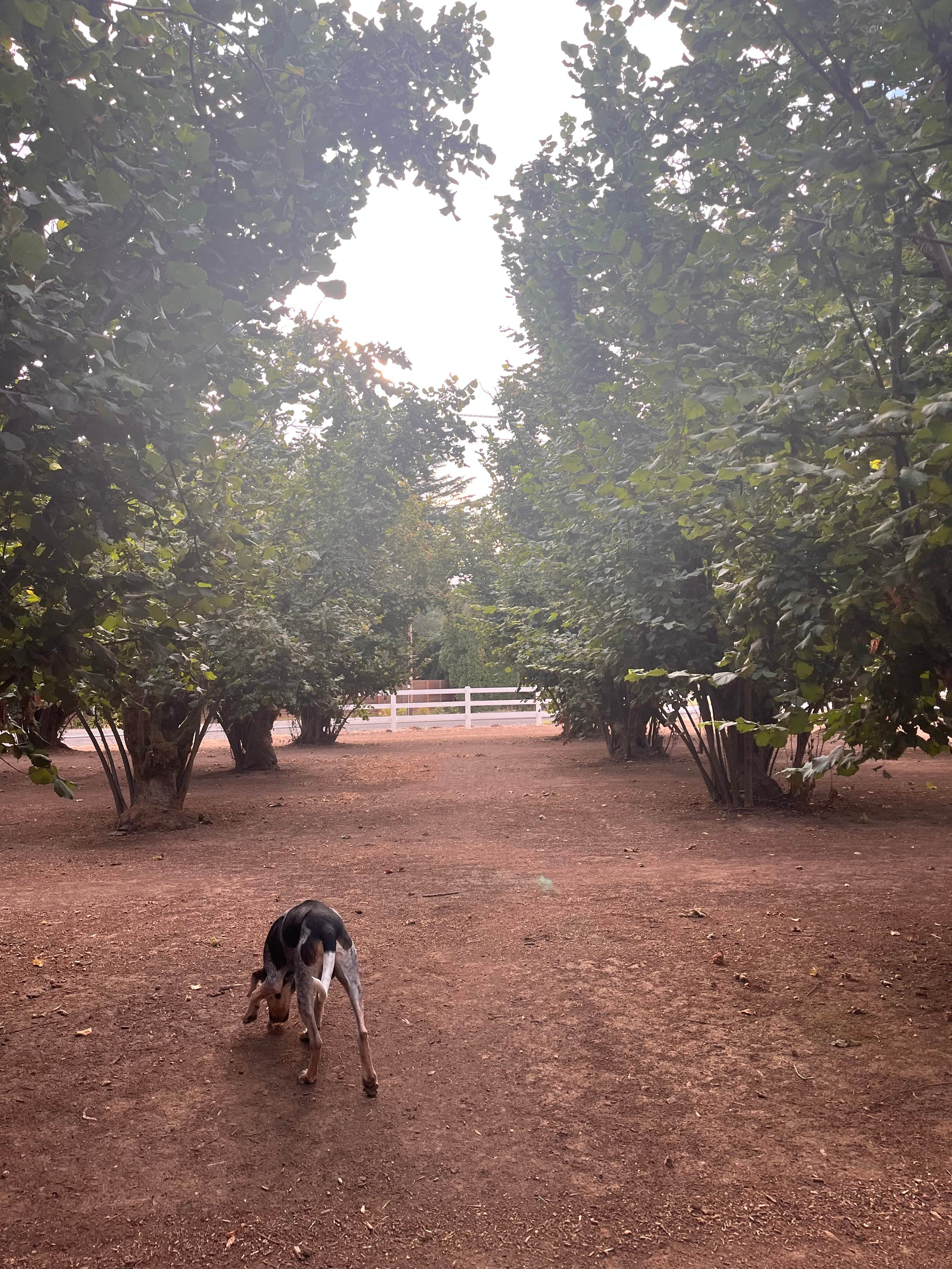 Santino S.'s photo of camping with pets at Tranquil Orchards and Wine Tours near Tigard, OR