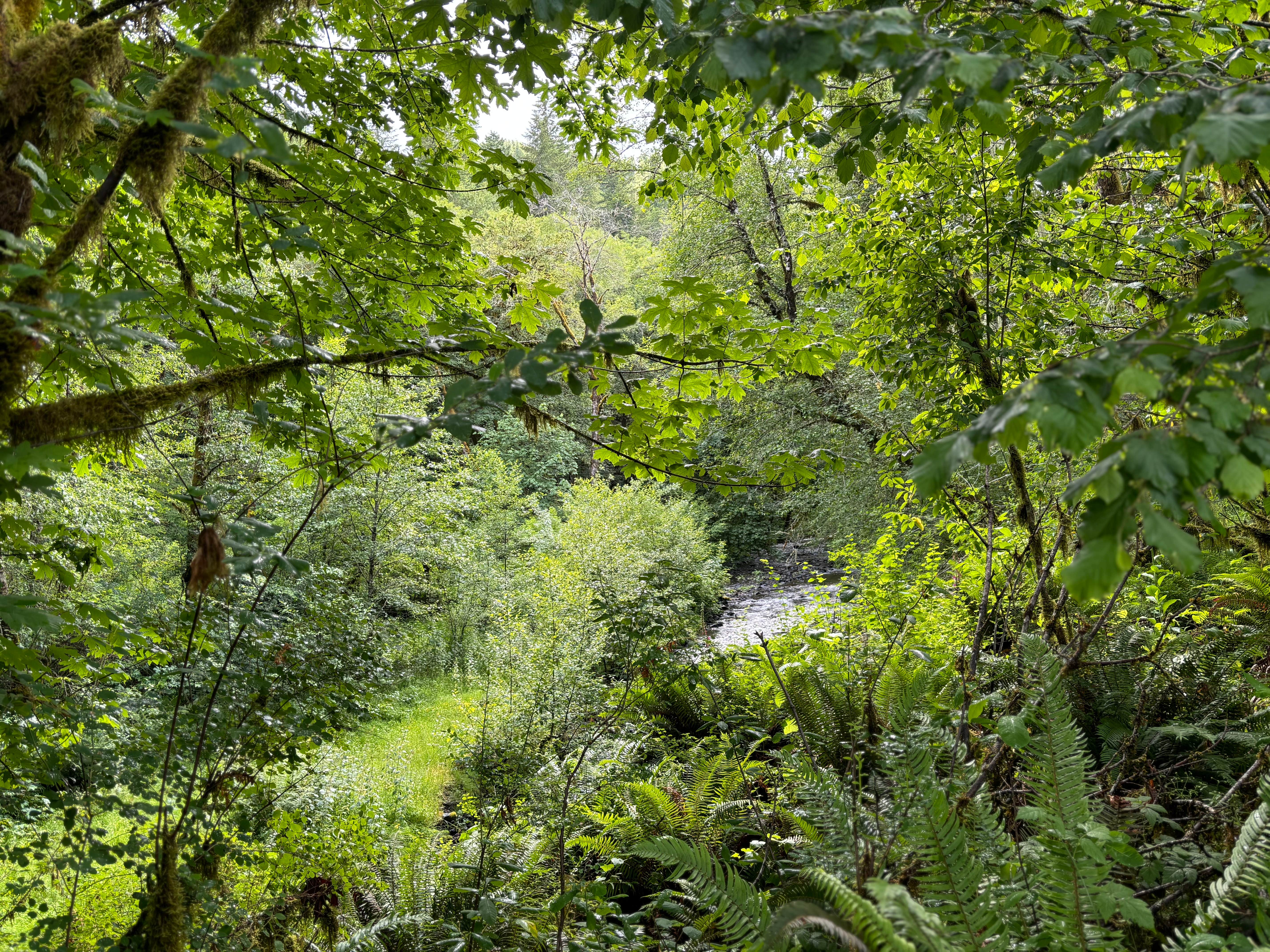 Camper-submitted photo at Trask River Campsites near Hillsboro, OR