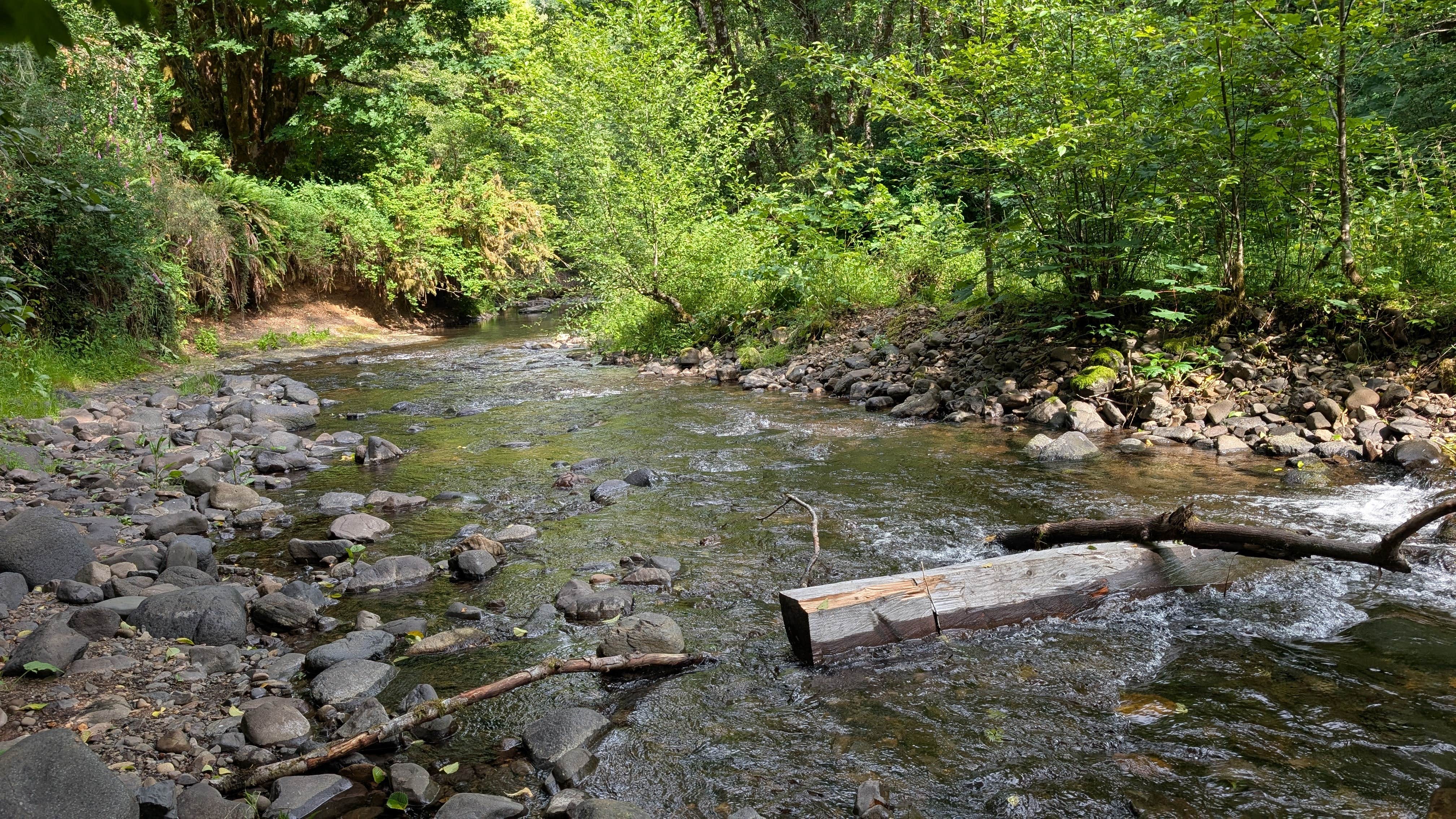 Camper submitted image from Trask River Campsites - 4