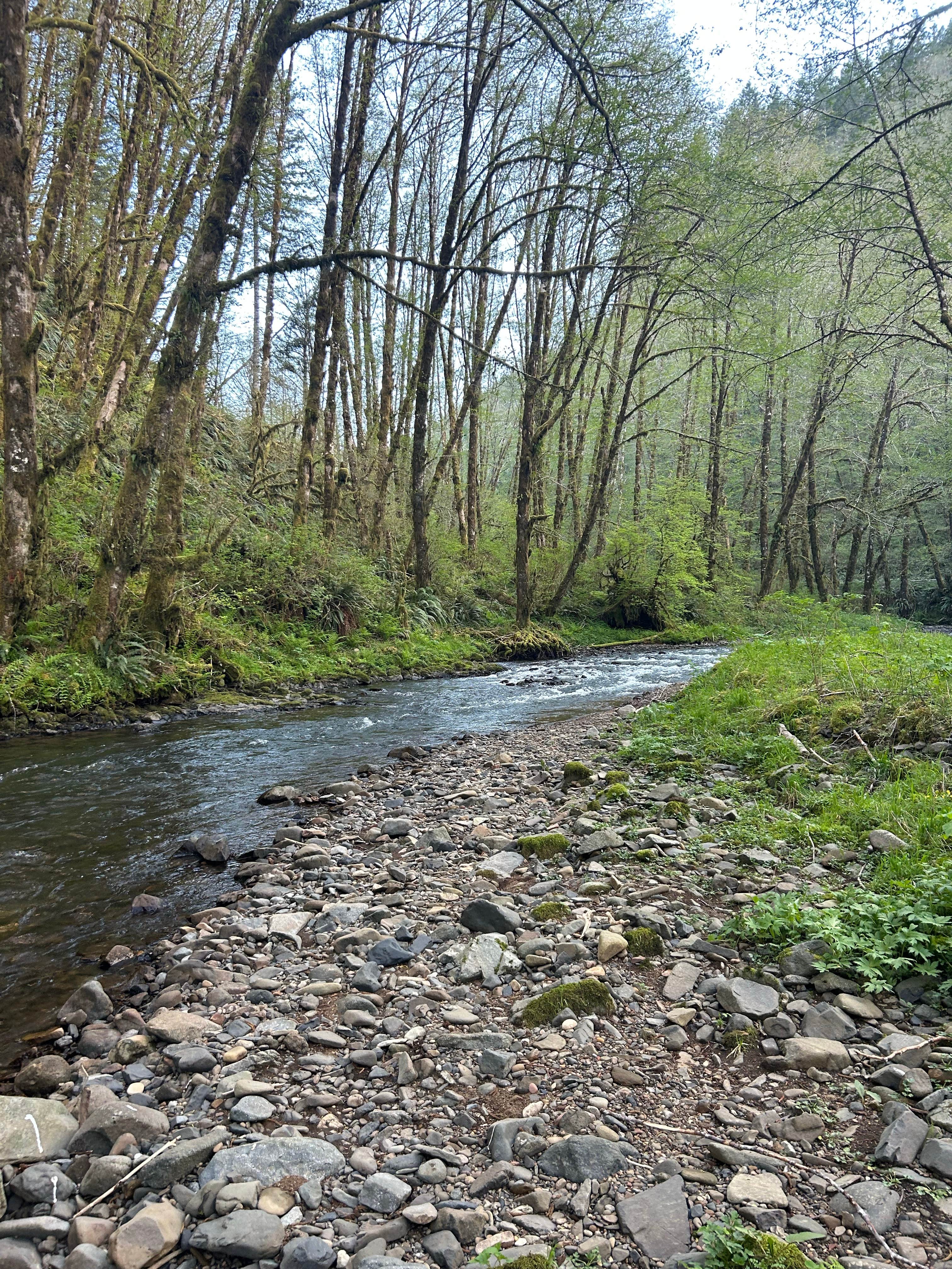 Camper submitted image from Trask River Campsites - 3