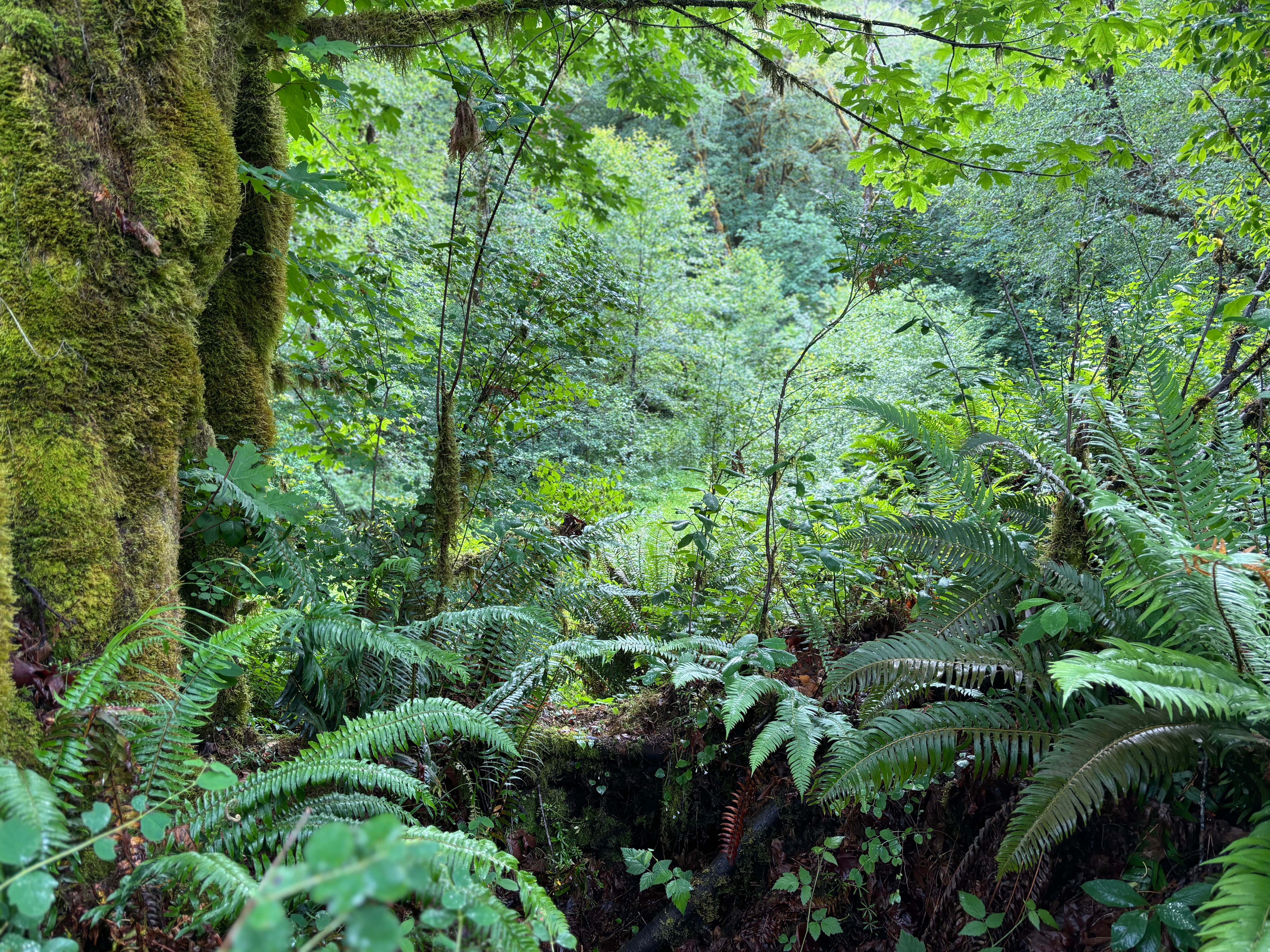 Camper-submitted photo at Trask River Campsites near Hillsboro, OR