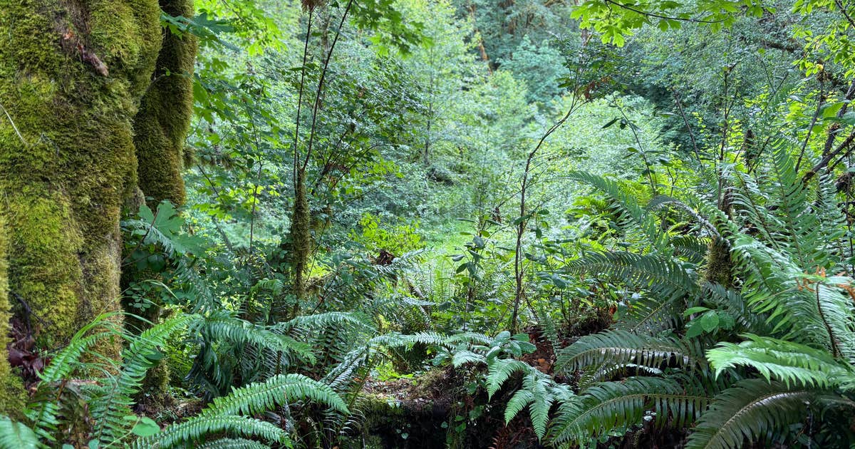Trask River Campsites