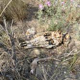 Review photo of Travertine Road Dispersed - Yellowstone by Fa B., August 5, 2026