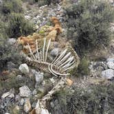 Review photo of Travertine Road Dispersed - Yellowstone by Terilyn H., August 25, 2026