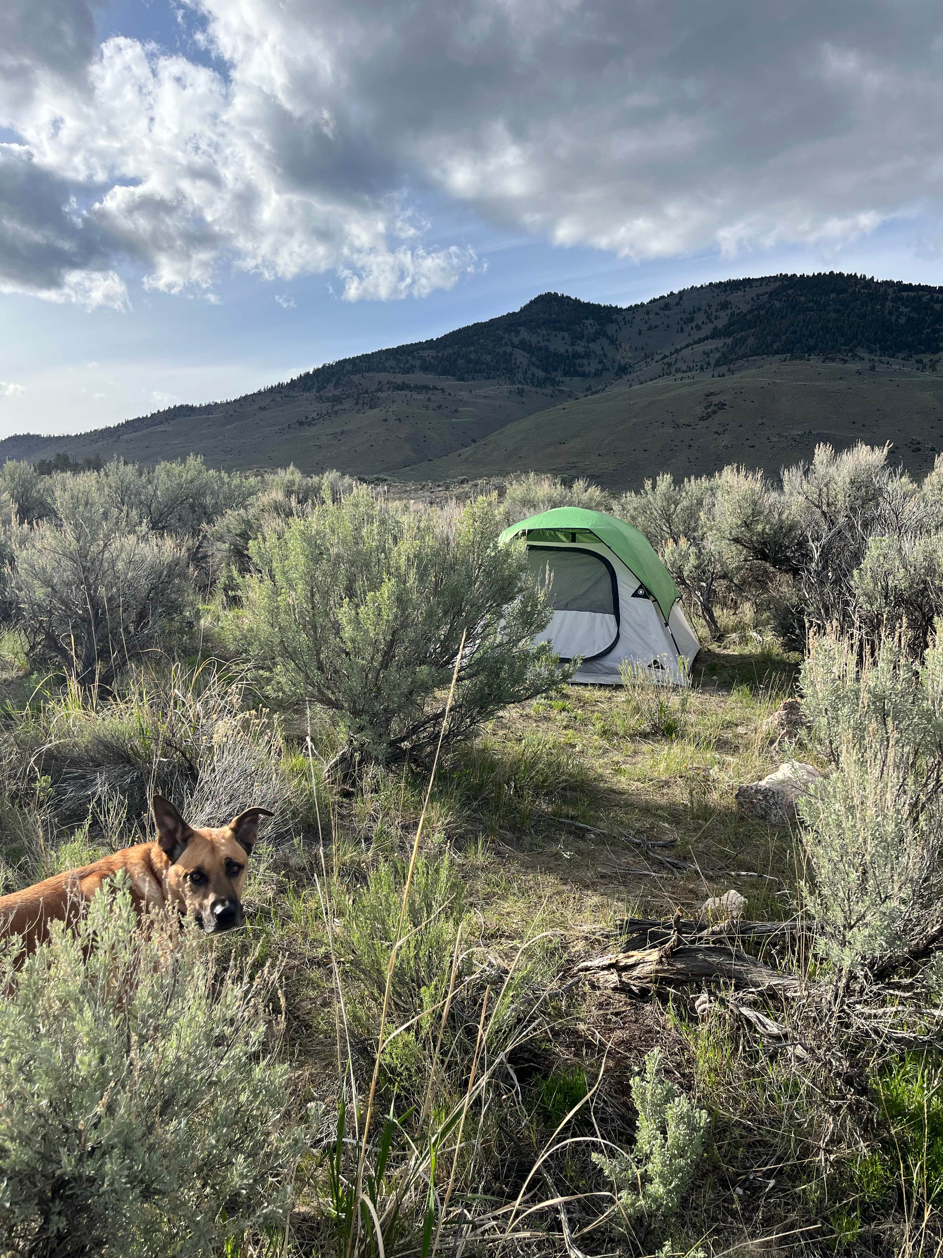 Andrew K.'s photo of tent camping at Travertine Road Dispersed - Yellowstone near Emigrant, MT
