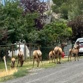 Review photo of Travertine Road Dispersed - Yellowstone by mel B., August 14, 2024