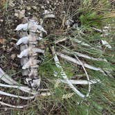 Review photo of Travertine Road Dispersed - Yellowstone by Makenzie S., June 16, 2026
