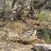 Review photo of Travertine Road Dispersed - Yellowstone by Fa B., August 5, 2026